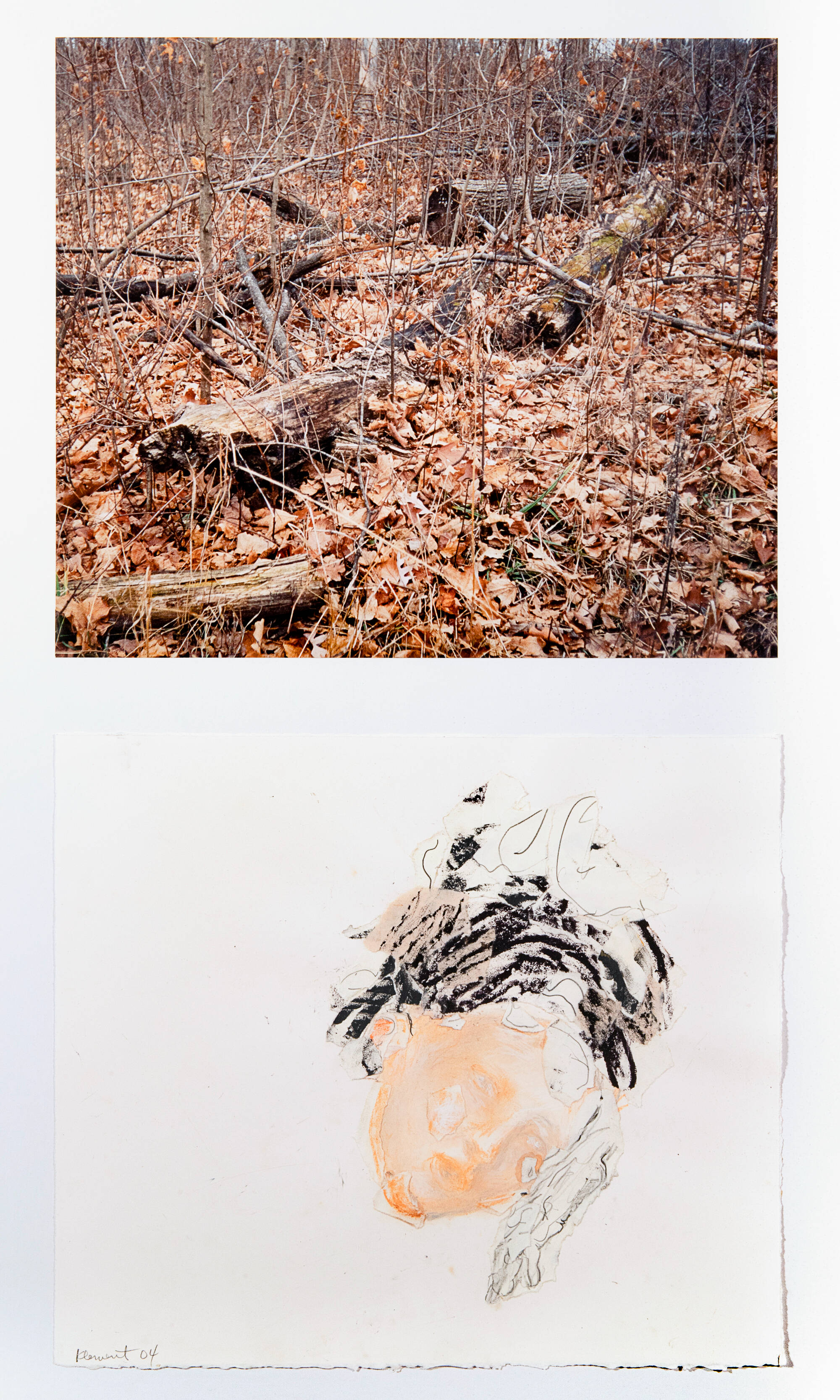 Top panel is a color photograph of dead fall leaves in a forst with many fallen trees. Bottom is a a drawing of a woman's head, her features are barely visible.